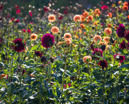 Dalien in Wennings Garten