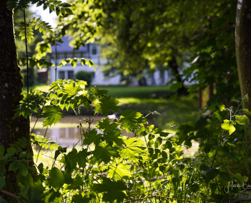 Blick durch die Bäume