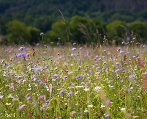 Wiesenblumen Wiesenblumen