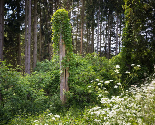 Rotary-Hinterland-Tour 025