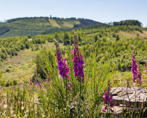 Blick zum Aussichtsturm Hohe Bracht Blick zum Aussichtsturm Hohe Bracht