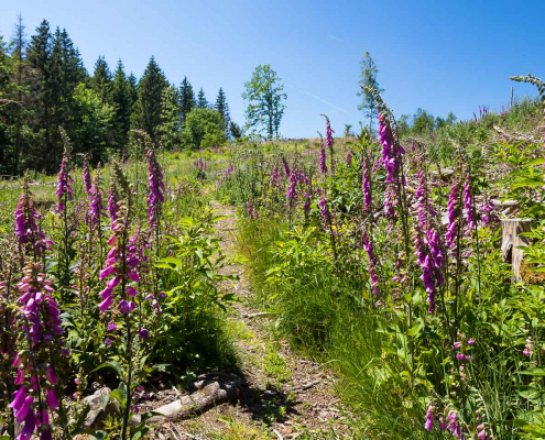 Roter Fingerhut breitet sich aus Roter Fingerhut breitet sich aus