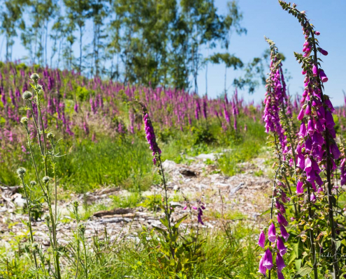 Roter Fingerhut breitet sich aus Roter Fingerhut breitet sich aus