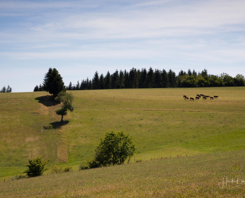 Landidylle in Faulebutter Landidylle in Faulebutter