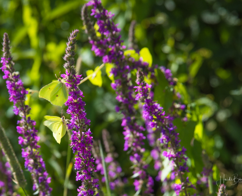 Blutweiderich am Sauerland Radring Blutweiderich am Sauerland Radring