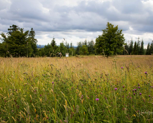 Astenheide Astenheide