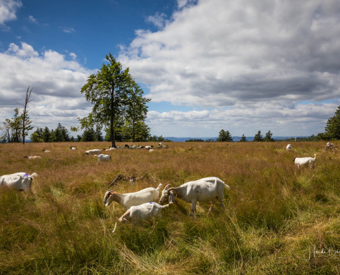 Ziegen in der Astenheide Ziegen in der Astenheide