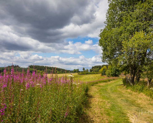 Wiesenweg in Altastenberg Wiesenweg in Altastenberg