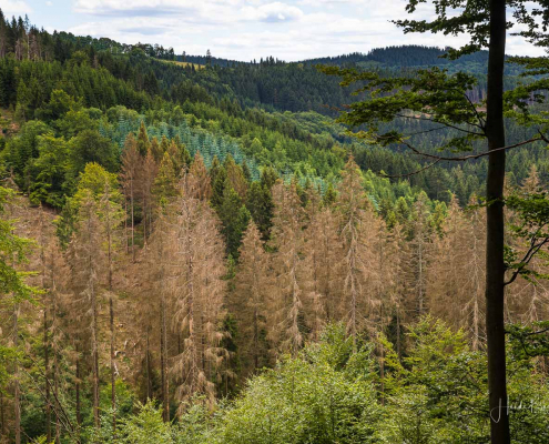 Gesunde und kranke Bäume Gesunde und kranke Bäume