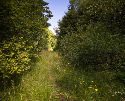 Wiesenweg zwischen Nordenau und Altastenberg Wiesenweg zwischen Nordenau und Altastenberg
