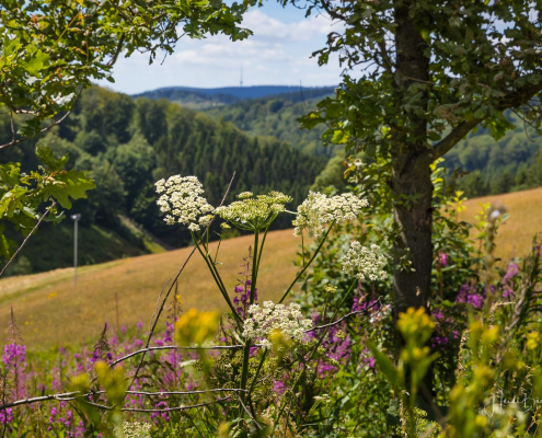 Blick von Altastenberg zur Hunau Blick von Altastenberg zur Hunau