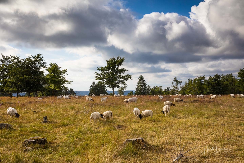 Ziegen und Schafe in Astenheide