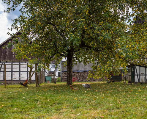 Hühnerhof in Beisinghausen