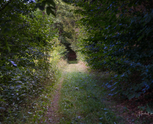 Wald- und Wiesenweg