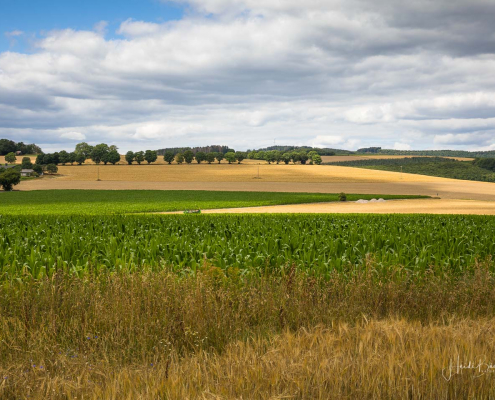 Getreidefelder bei Büenfeld