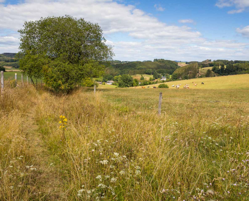 Hier trifft der schmale Pfad wieder auf einen Wirtschaftsweg