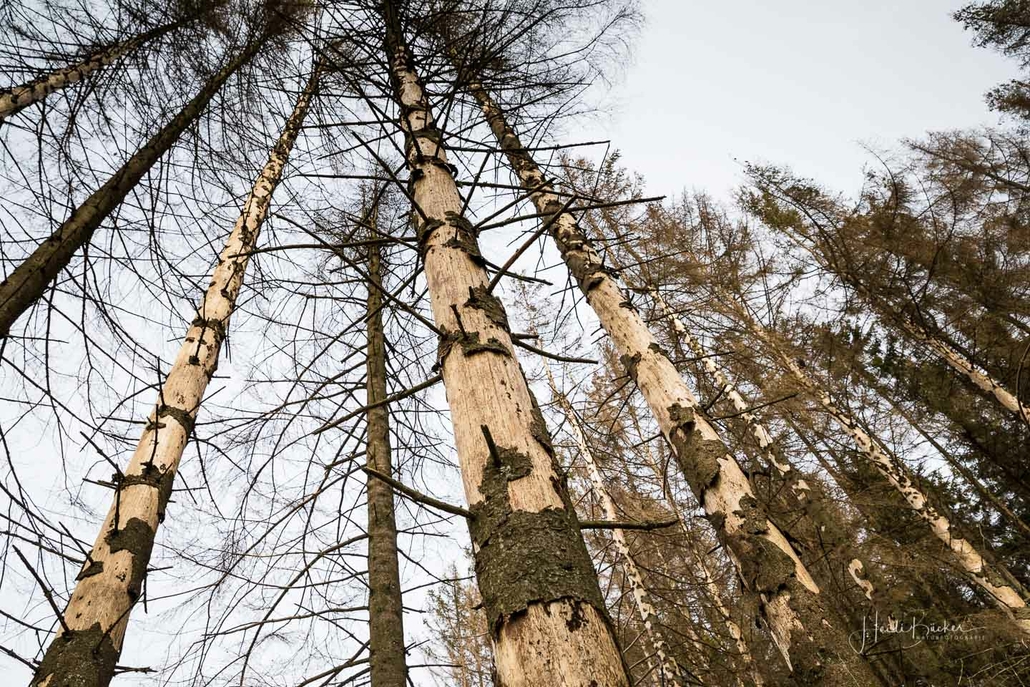 Abgestorbene Fichten Abgestorbene Fichten