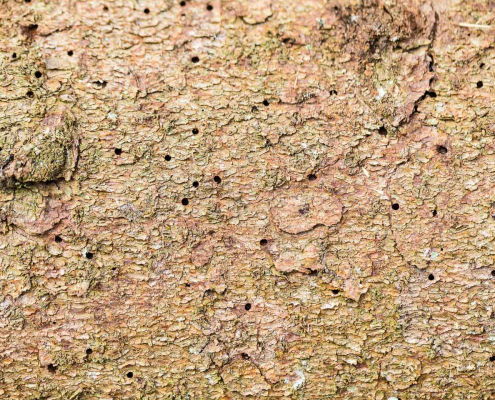 Borkenkäfer-Bohrlöcher außen am Fichtenstamm Borkenkäfer-Bohrlöcher außen am Fichtenstamm