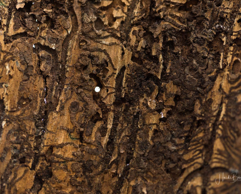 Die Rinde mit Fraßgängen und Bohrlöchern Die Rinde mit Fraßgängen und Bohrlöchern