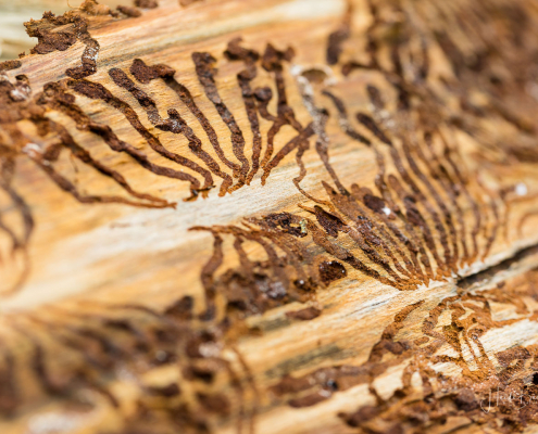 Fraßgänge des Borkenkäfers Fraßgänge des Borkenkäfers