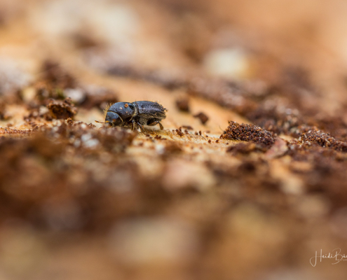 Borkenkäfer Borkenkäfer