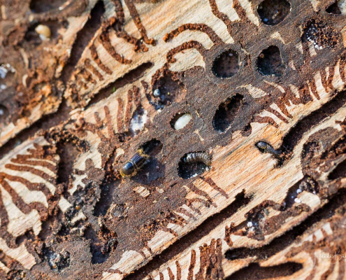 Borkenkäfer - Larven - Fraßgänge Borkenkäfer - Larven - Fraßgänge