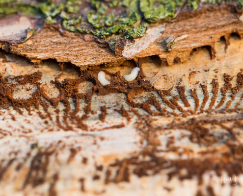 Larven des Borkenkäfers im Bohrmehl Larven des Borkenkäfers im Bohrmehl