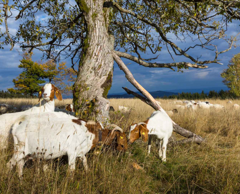 Heidschnucken auf dem Kahlen Asten