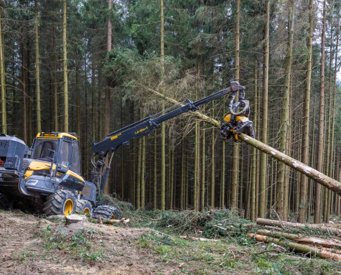 Vollmechanisierte Holzernte (Baum fällen, entasten, ablängen) Vollmechanisierte Holzernte (Baum fällen, entasten, ablängen)
