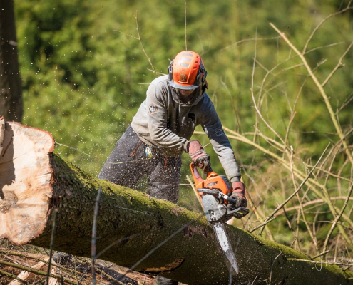 Waldarbeiter entastet mit Motorsäge eine gefällte Fichte Waldarbeiter entastet mit Motorsäge eine gefällte Fichte