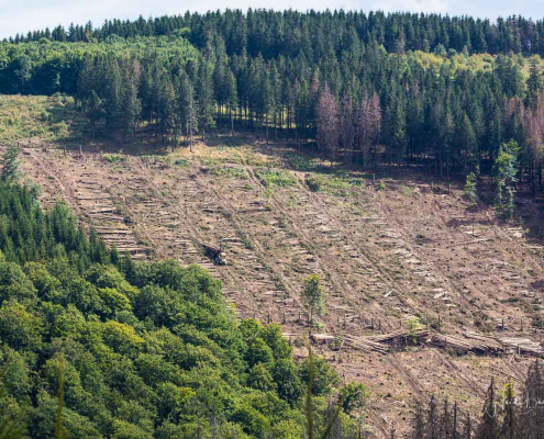Holzrücker zieht die Stämme für den Abtransport an den Wegrand Holzrücker zieht die Stämme für den Abtransport an den Wegrand