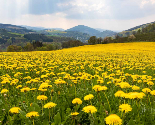 April - Löwenzahnwiese bei Oberkirchen