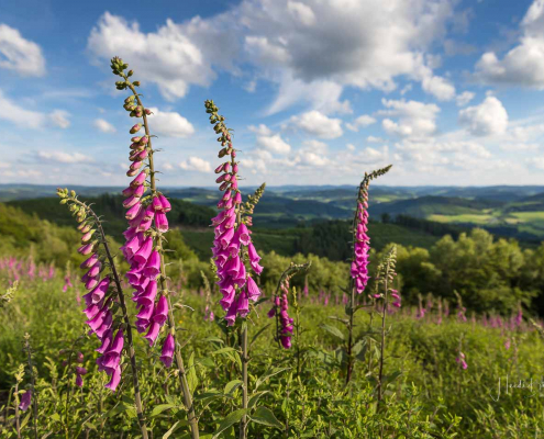 Juli - Auf der Markshöhe bei Wenholthausen