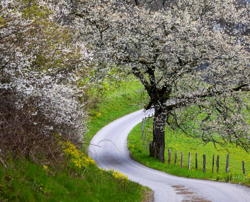 März - Blühender Kirschbaum in Altenilpe