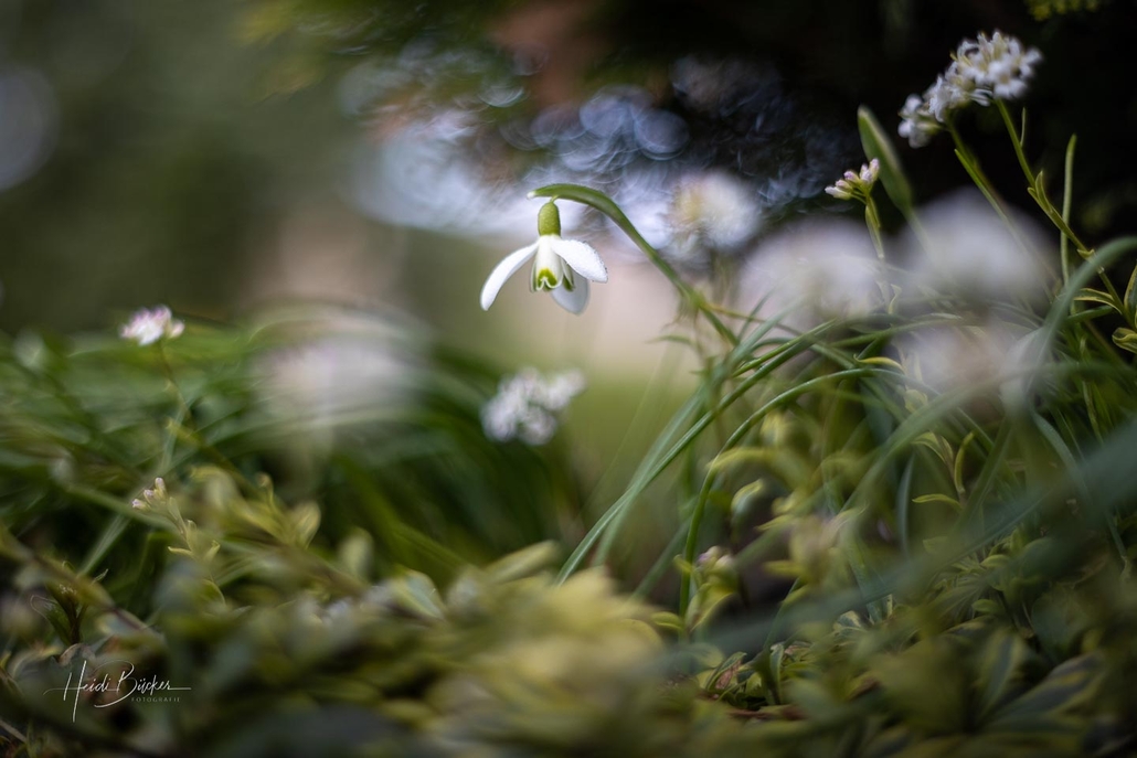 Schneeglöckchen