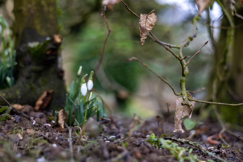 Schneeglöckchen