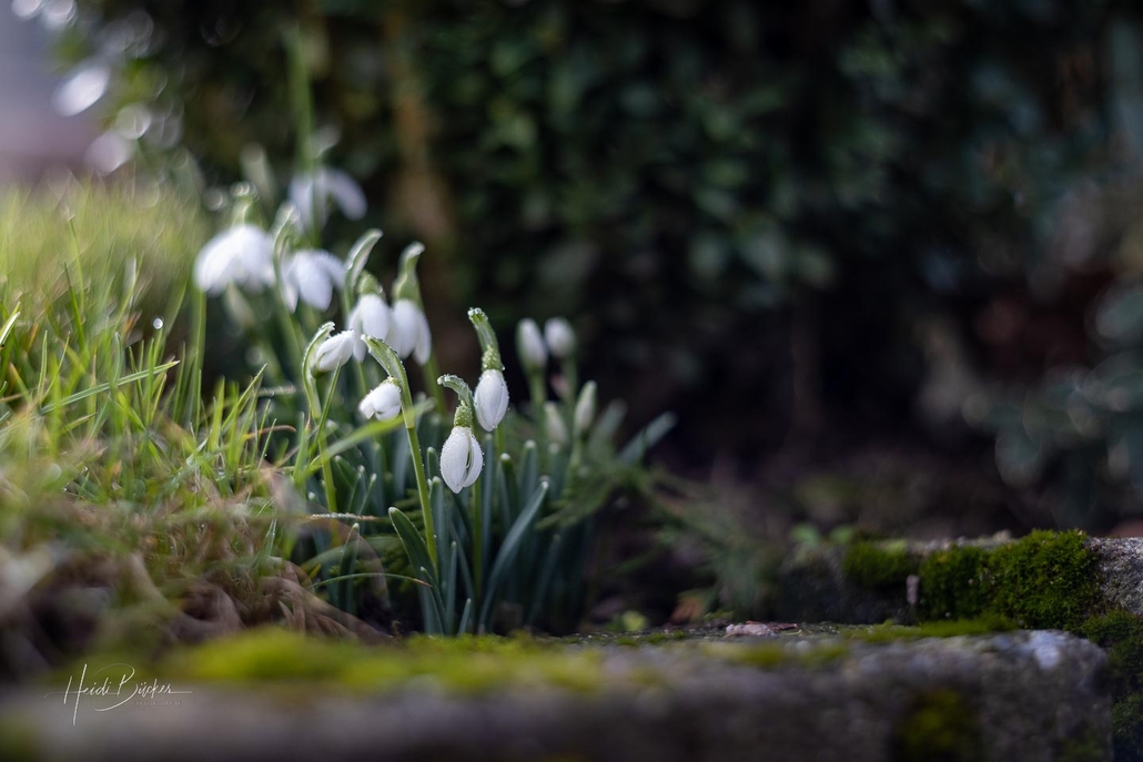 Schneeglöckchen