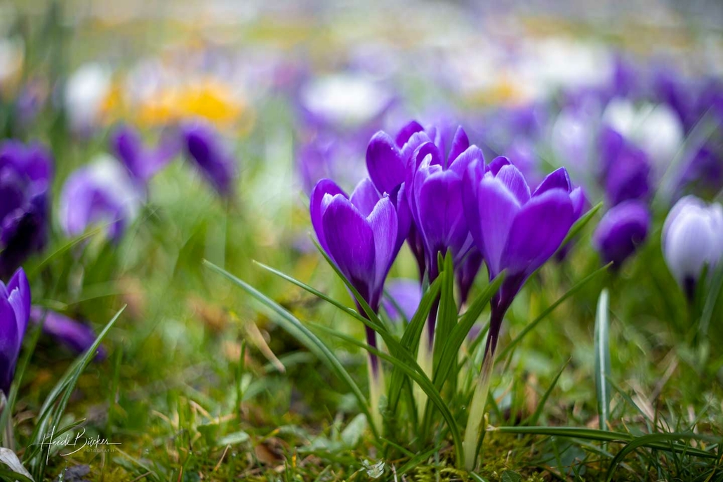 Krokusblüte