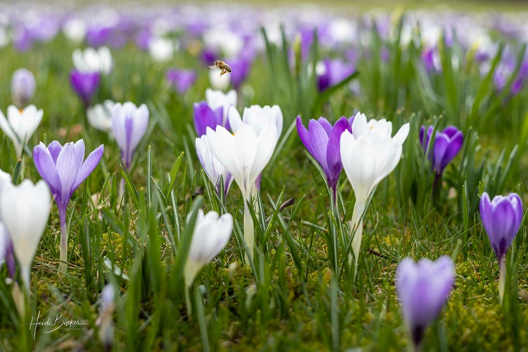 Krokusblüte