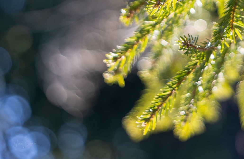 Tannenzweige im Gegenlicht