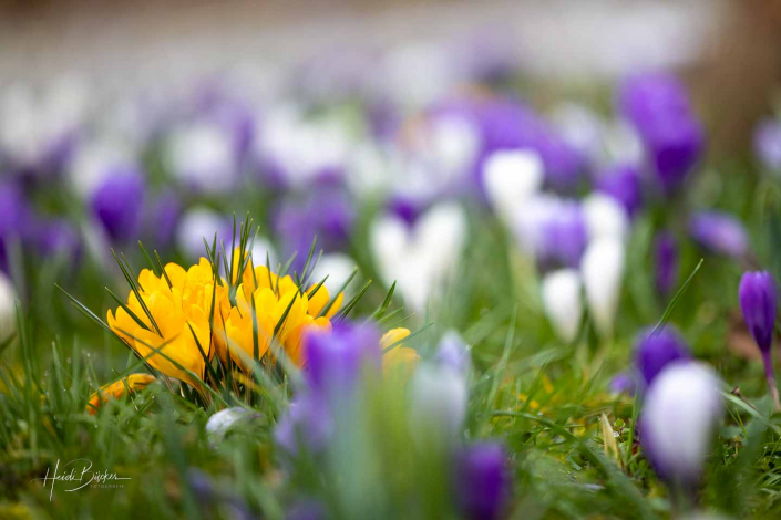 Krokuswiese Schlosspark Bad Berleburg Krokuswiese Schlosspark Bad Berleburg