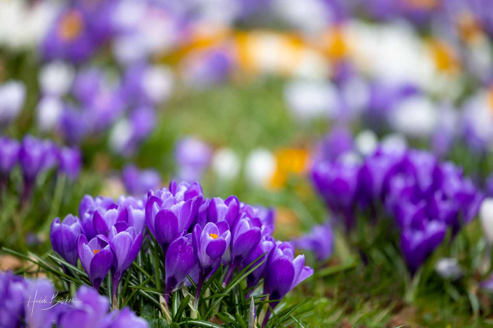 Krokuswiese Schlosspark Bad Berleburg