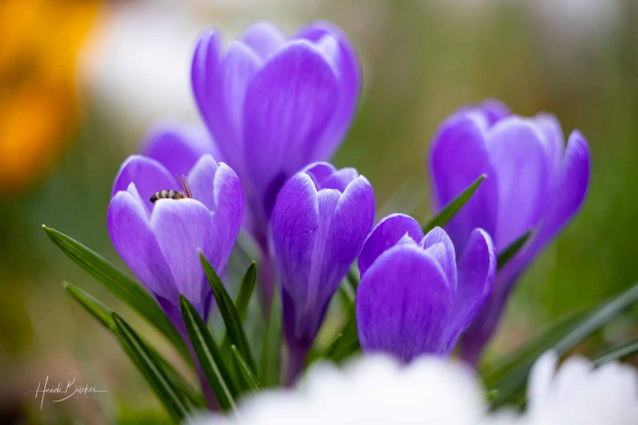 Krokuswiese Schlosspark Bad Berleburg