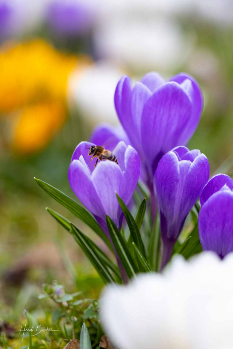 Krokuswiese Schlosspark Bad Berleburg