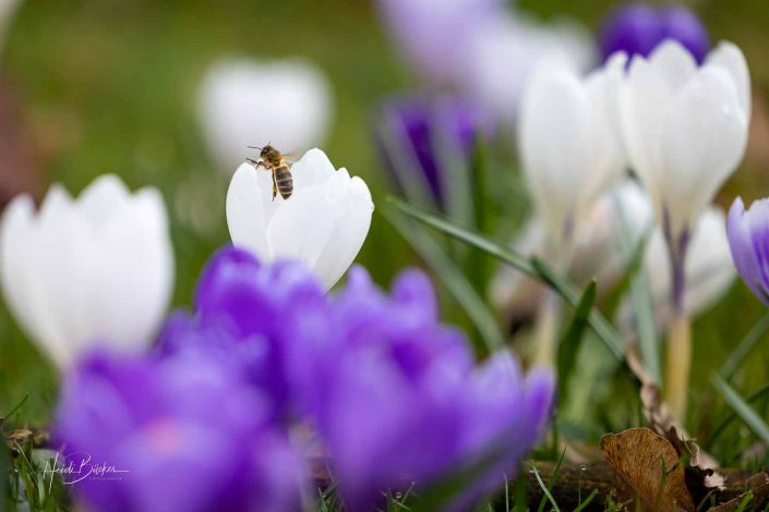 Krokuswiese Schlosspark Bad Berleburg