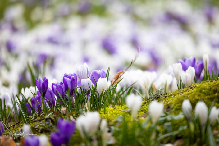Krokuswiese Schlosspark Bad Berleburg