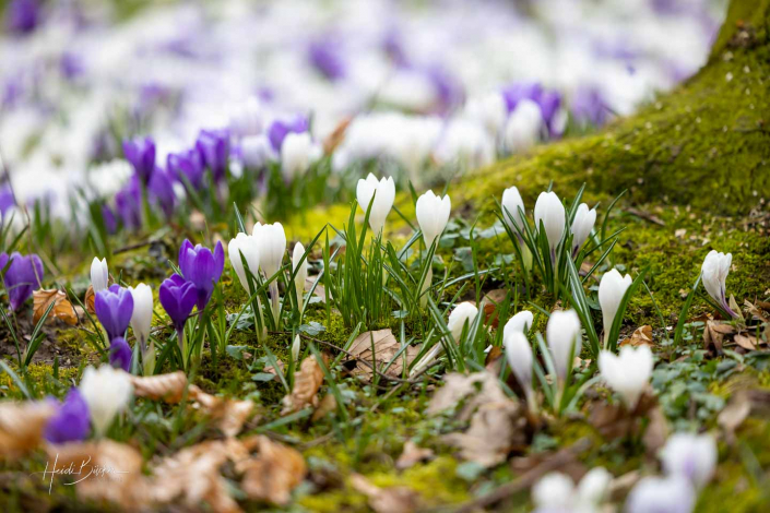 Krokuswiese Schlosspark Bad Berleburg