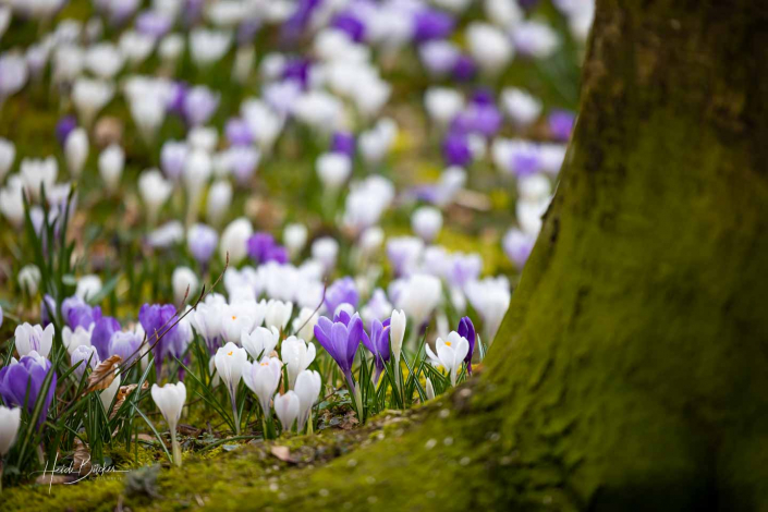 Krokuswiese Schlosspark Bad Berleburg