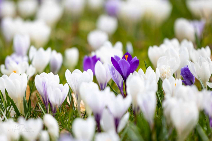 Krokuswiese Schlosspark Bad Berleburg
