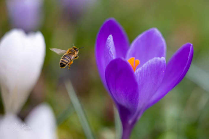 Krokuswiese Schlosspark Bad Berleburg